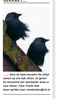 Dichter op het nieuws - 20 januari 2023
